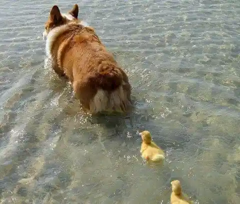 #15. The Corgi And The Ducks