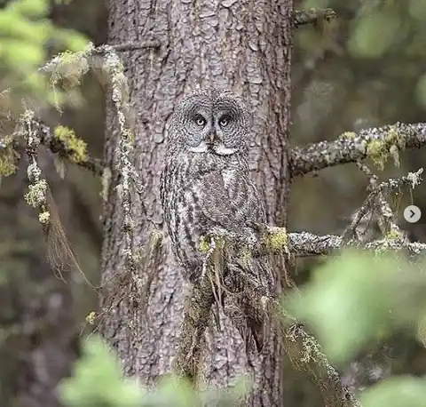 Camouflaged Owl