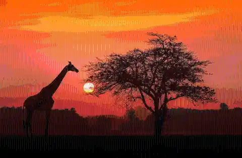 Safari In Africa