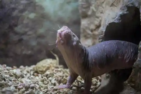 #13. Naked Mole Rats