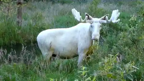 Albino Moose