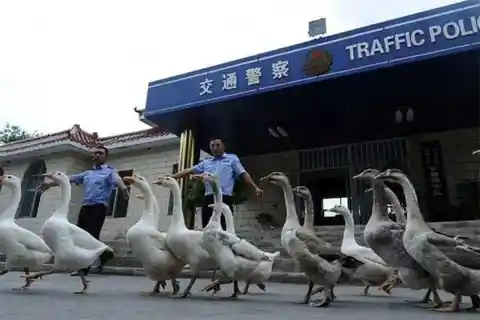 Geese Police
