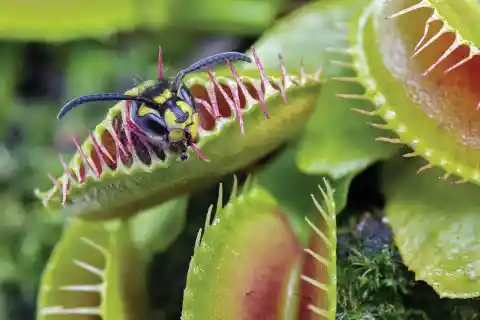 A Special Type Of Carnivore Plant