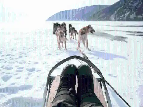 Dog Sledding in Siberia