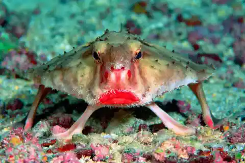 Red-Lipped Batfish