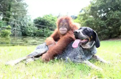 Suryia The Orangutan & Roscoe The Dog