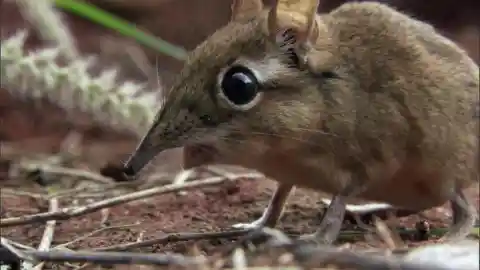 The Elephant Shrew