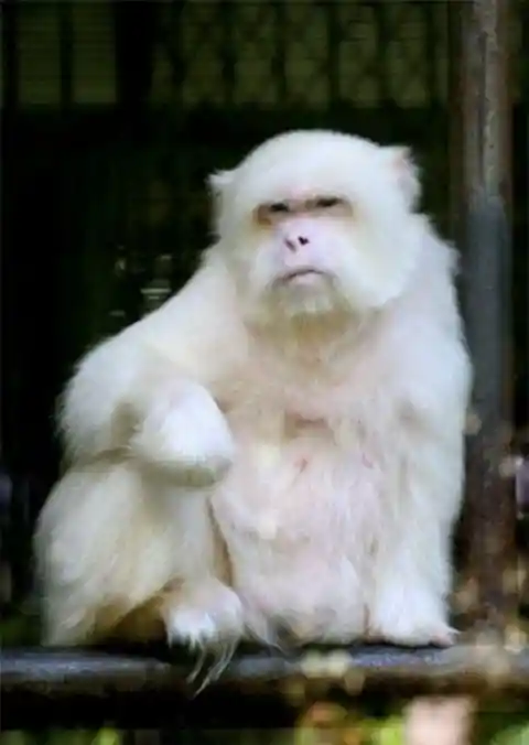 Albino Monkey