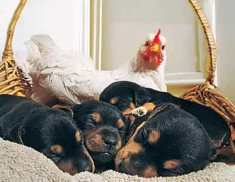 #17. The Hen And The Puppies