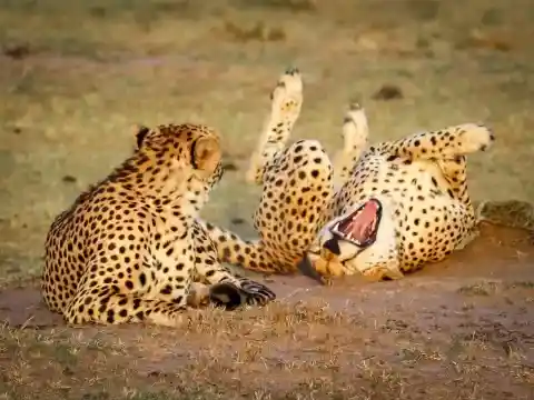 Cheetah PlayTime