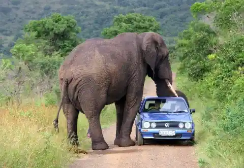 A Curious Elephant