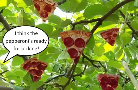 Pepperoni Doesn’t Grow On Trees