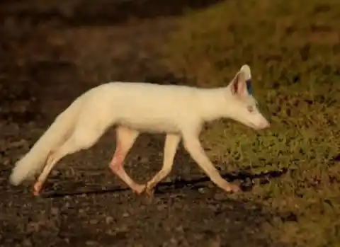 #14. Albino Fox