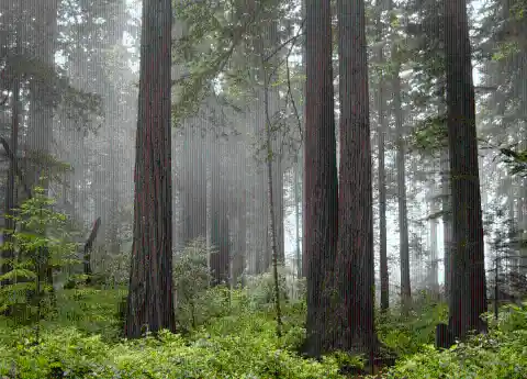 Redwood Forest, USA