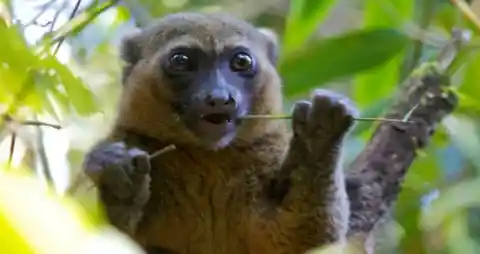 The Greater Bamboo Lemur