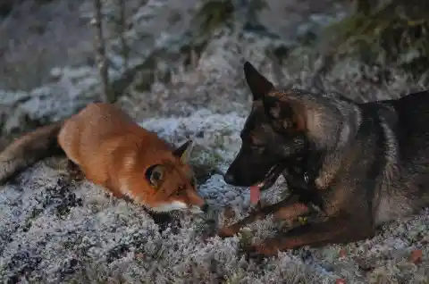 Tinni The Dog & Sniffer The Fox