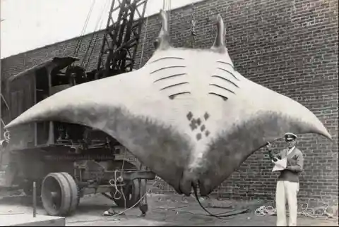 The 5,000 lb. Manta Ray