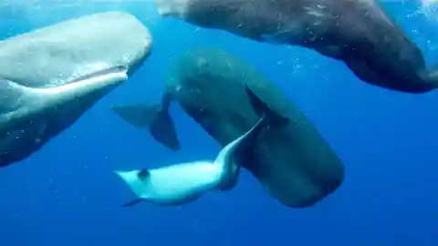 #13. Whales Are The Best