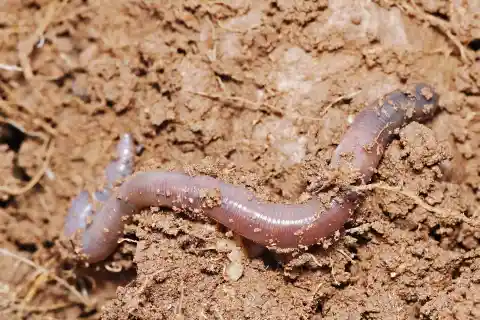 #6. A severed earthworm will regenerate into two earthworms