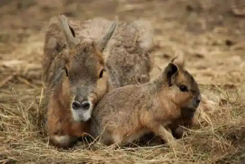 Patagonian Mara