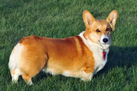 #26. Welsh Corgi