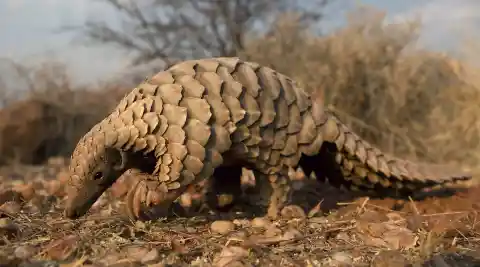 Pangolin