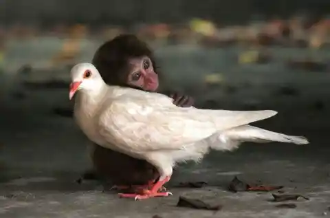 The Pigeon & The Monkey