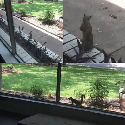 Squirrel Friends