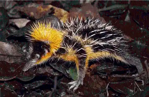 #15. Lowland Streaked Tenrec