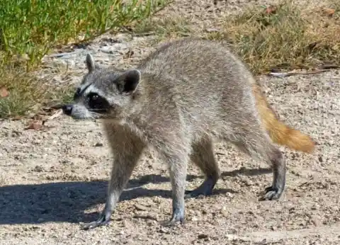 Raccoons