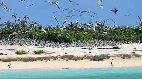 Birds At Ursula Island, The Philippines