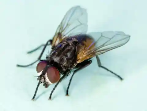 #2. Houseflies have a lifespan of 24 hours