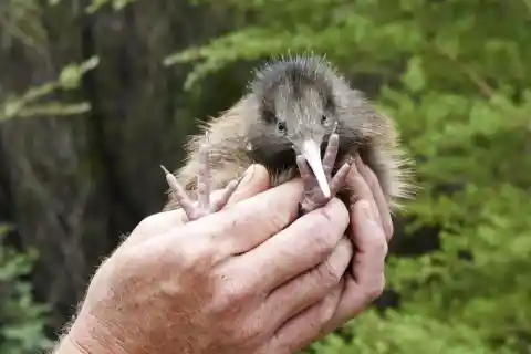 New Zealand – Kiwi