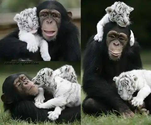 Anjana The Chimpanzee & The White Tiger Cubs