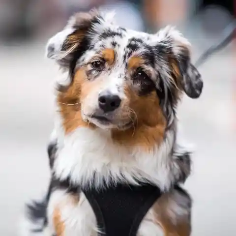 #7. Australian Shepherd