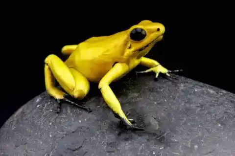 Golden Poison Dart Frogs