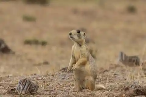 White-Tailed Prairie Dogs