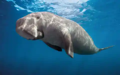 Dugong