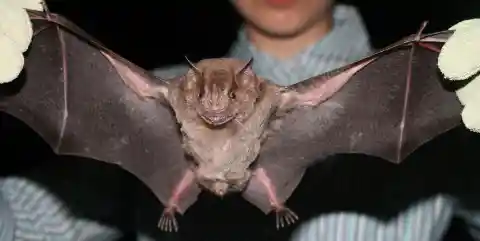 #8. Bats are blind