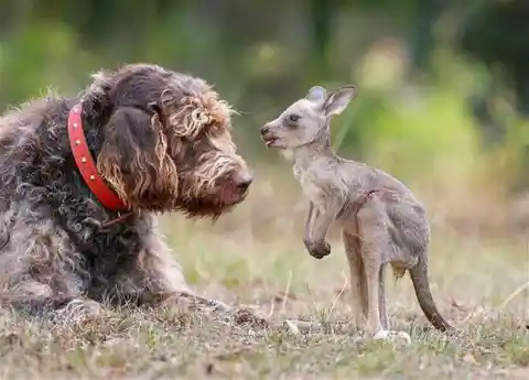 Rex The Dog & Ruby The Kangaroo