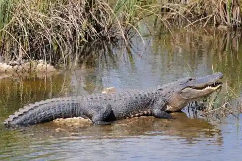 #1. Alligator