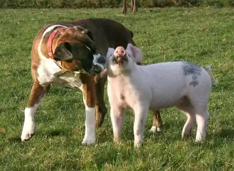 Susie The Dog & Tabitha The Pig