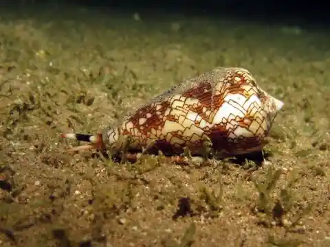 Cone Snails