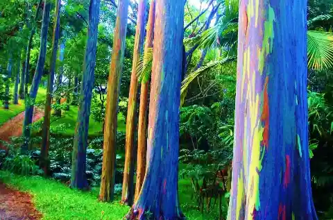 Rainbow Eucalyptus