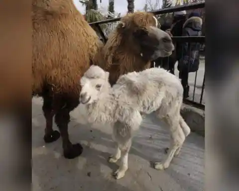 Albino Camel