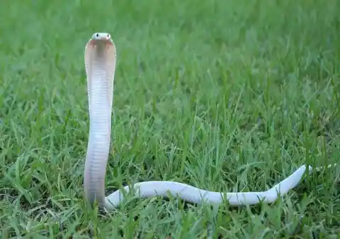 #8. Albino Cobra