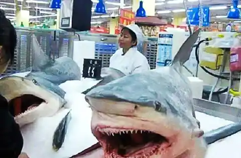 Whole Sharks For Sale