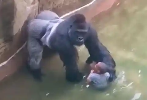 Harambe