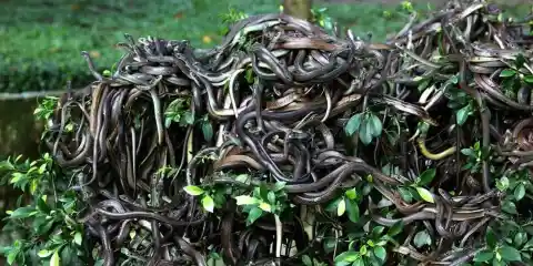 Snakes At Queimada Grande, Brazil