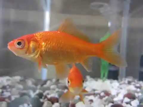 #3. Goldfish have a 3-7 second memory